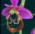 site-Ophrys