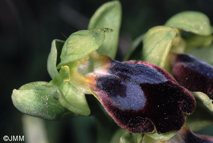 Ophrys vallesiana