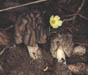 Mitrophora rufa 2micro.jpg (8348 octets)
