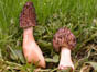 Mitrophora varisiensis