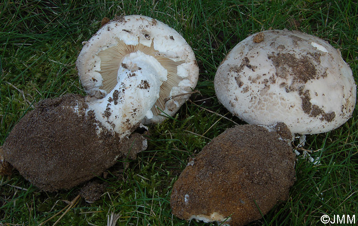 Amanita strobiliformis