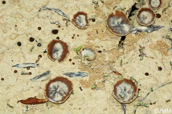Peziza granularis & Ascobolus behnitziensis