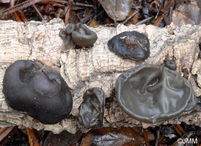 Auricularia auricula-judae