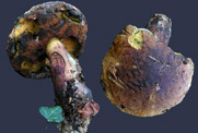 Boletus erythropus subsp. discolor