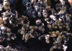 Neobarya parasitica