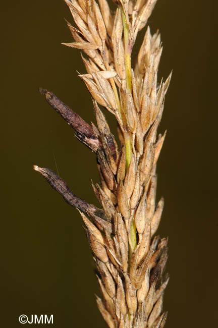 Claviceps microcephala sur Calamagrostis stricta
