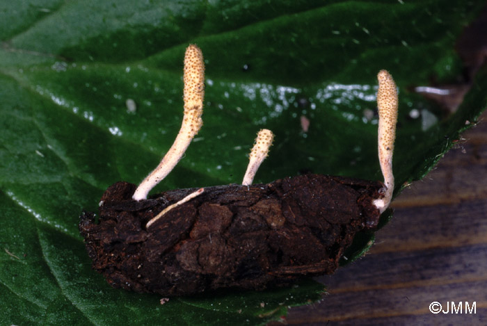 Cordyceps bifusispora