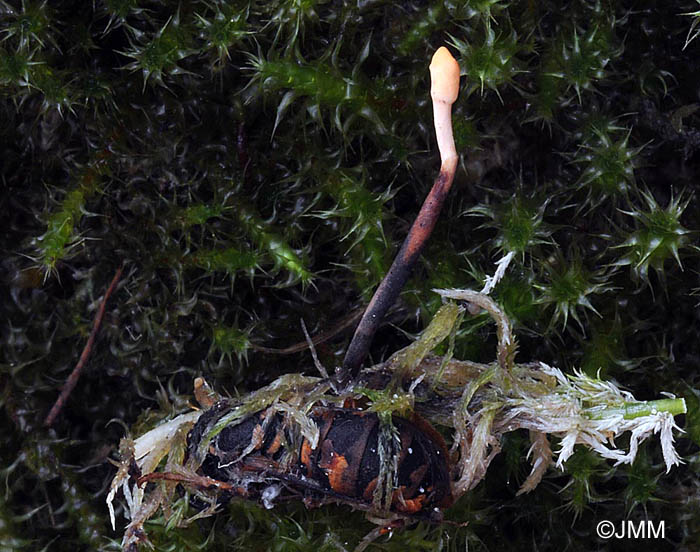 Ophiocordyceps ditmarii
