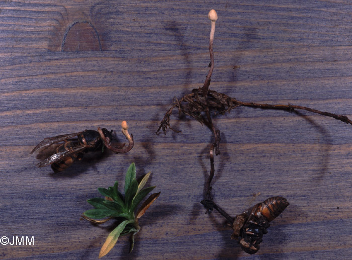 Ophiocordyceps ditmarii