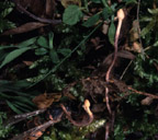 Ophiocordyceps ditmarii