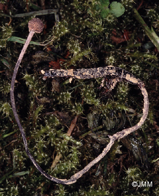 Ophiocordyceps entomorrhiza sur Lampyre