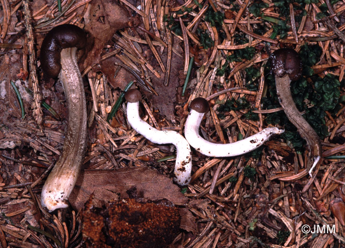 Tolypocladium rouxii = Elaphocordyceps rouxii = Cordyceps rouxii