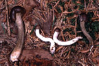 Tolypocladium rouxii = Cordyceps rouxii