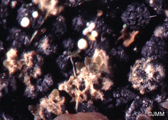 Neobarya parasitica = Barya parasitica