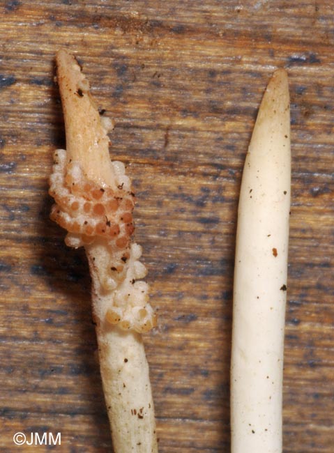 Ophiocordyceps superficialis : tlomorphe  g. et anamorphe  d.