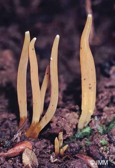 Clavulinopsis luteoalba