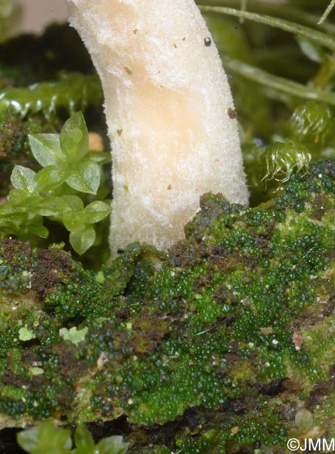 Basidiomycte lichnis avec l'algue Coccomyxa icmadophilae