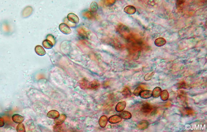 Cortinarius paleifer : microscopie