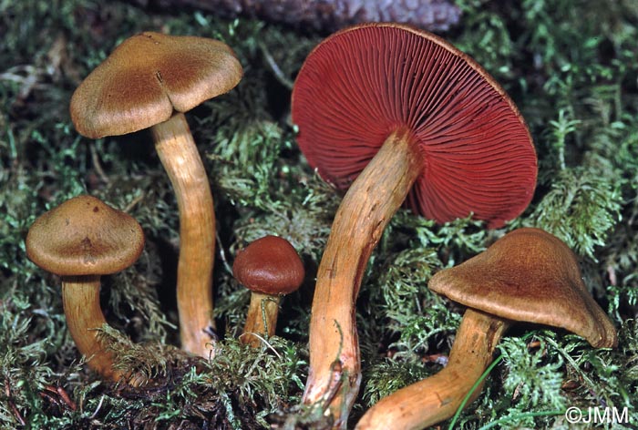 Cortinarius semisanguineus = Dermocybe semisanguinea = Cortinarius pallidipes