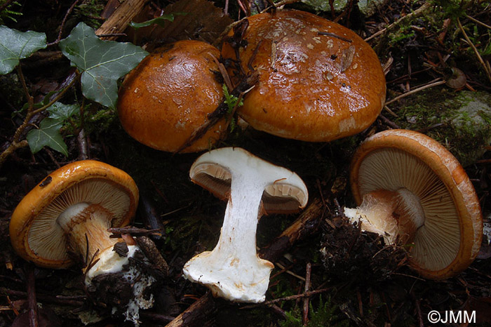 Cortinarius subturbinatus