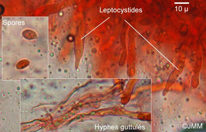 Cylindrobasidium laeve : microscopie