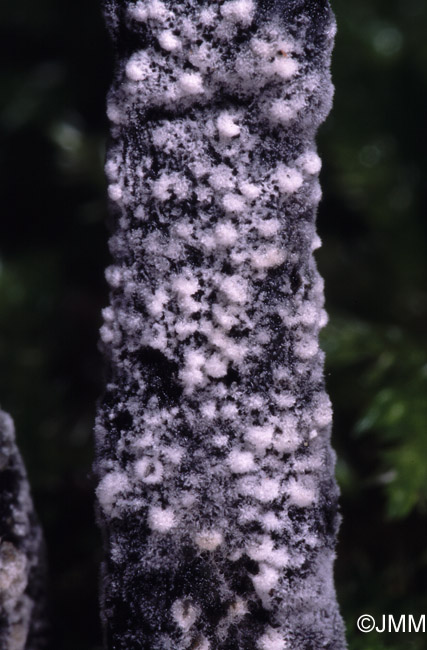 Calcarisporium arbuscula sur Xylaria hypoxylon