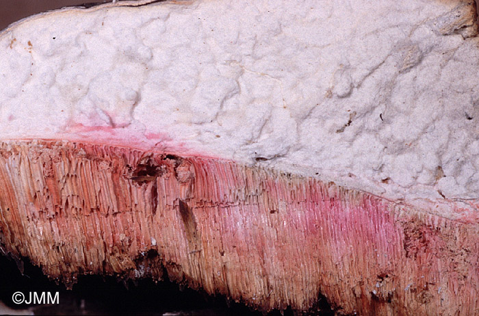 Cistella hymeniophila : coloration rouge de l'hte