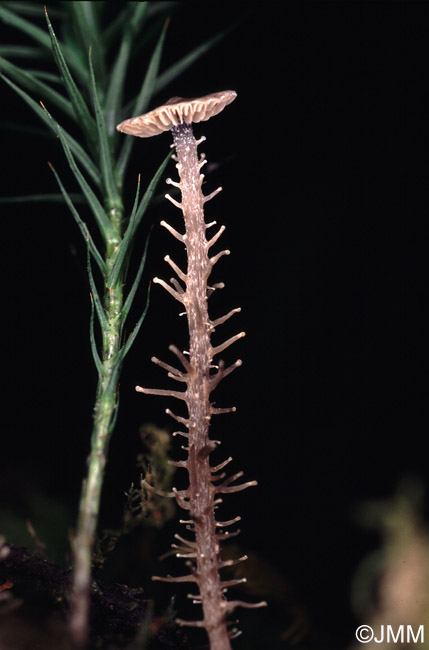 Microcollybia racemosa 