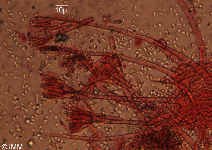 Paecilomyces marquandii : conidiophores et conidies