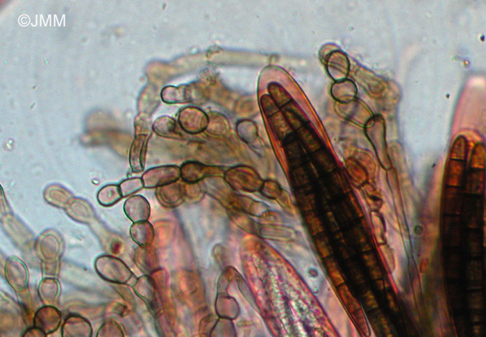 Geoglossum cookeanum : asques et paraphyses