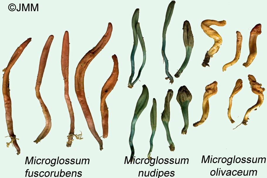 Microglossum fuscorubens, M. nudipes et M. olivaceum