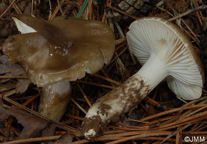 Hygrophorus latitabundus