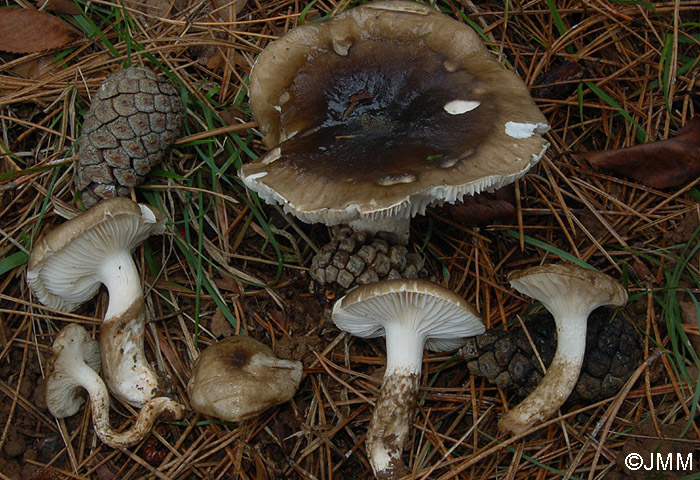Hygrophorus latitabundus