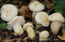 Hygrophorus poetarum : Hygrophore des Po�tes