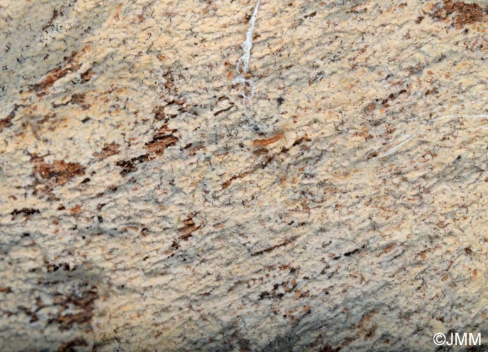 Hyphodontia alutaria = Grandinia alutaria
