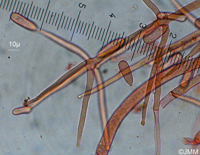 Cladobotryum mycophilum : conidiophore et conidies