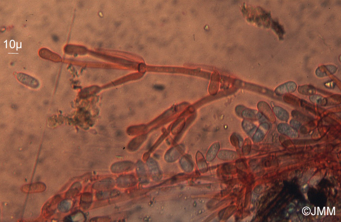 Cladobotryum mycophilum sur Henningsomyces candidus