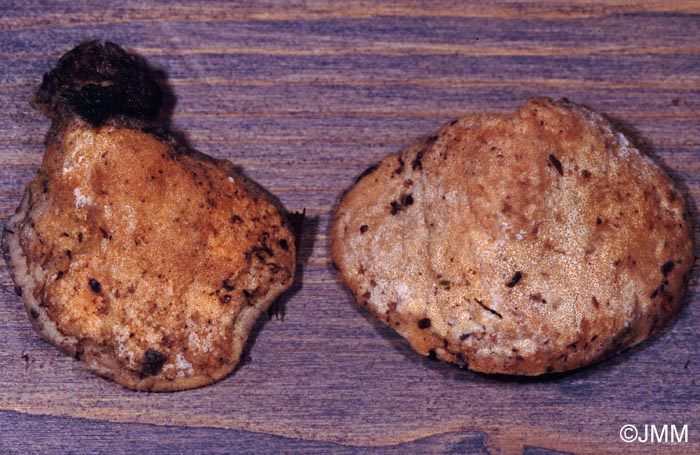 Protocrea pallida = Hypocrea pallida, sur Postia sp.