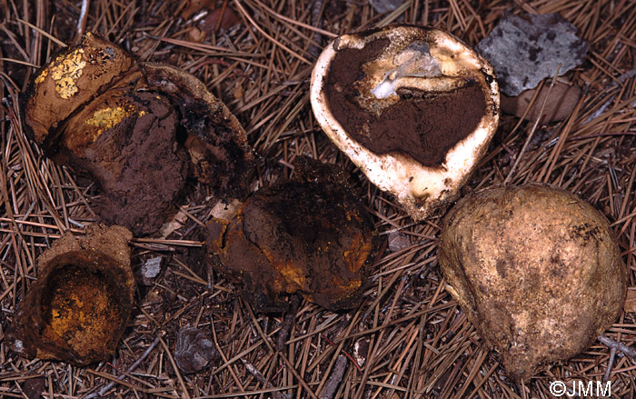 Scleroderma geaster parasit par Sepedonium chrysospermum