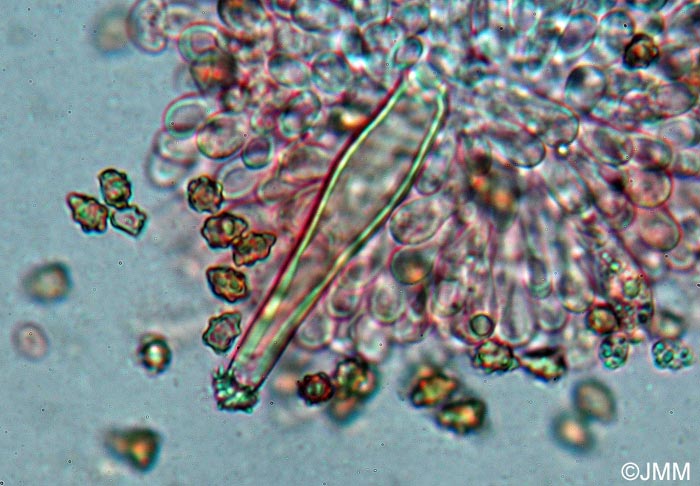 Inocybe petiginosa : microscopie