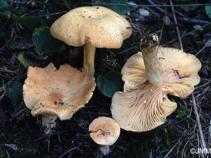 Lactarius alpinus