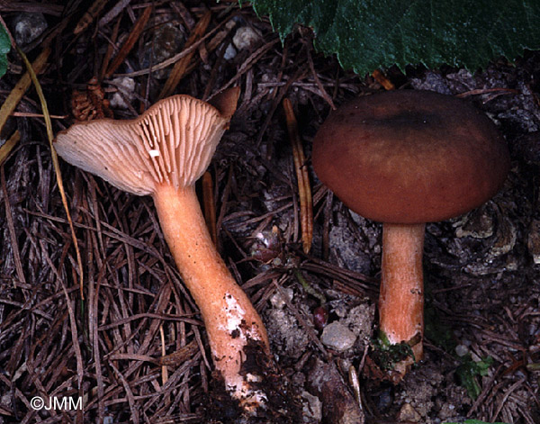 Lactarius brunneohepaticus