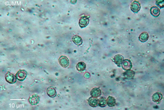 Lactarius sanguineovirescens : spores