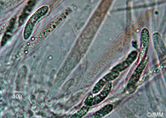 Lasiosphaeria strigosa : Asque et spores