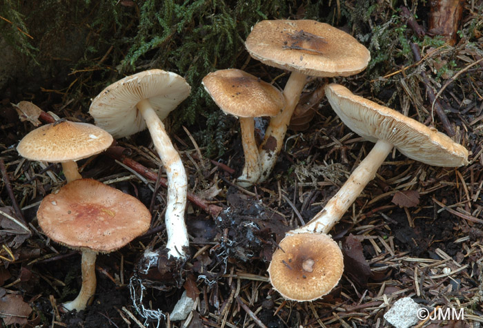 Limacella glioderma