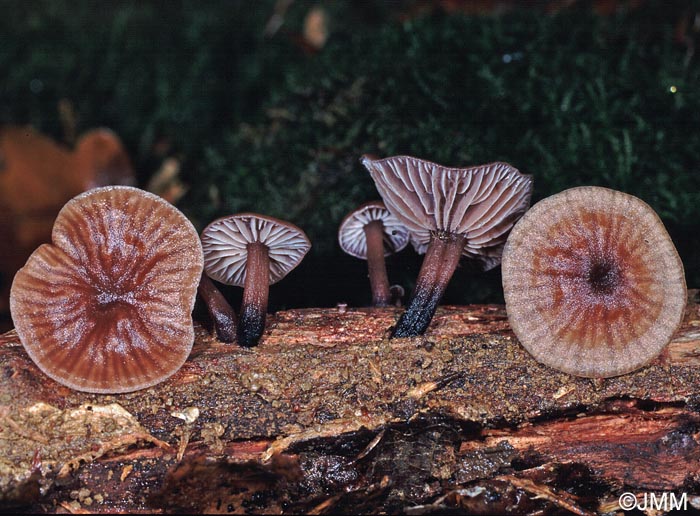 Micromphale foetidum = Marasmiellus foetidus = Gymnopus foetidus
