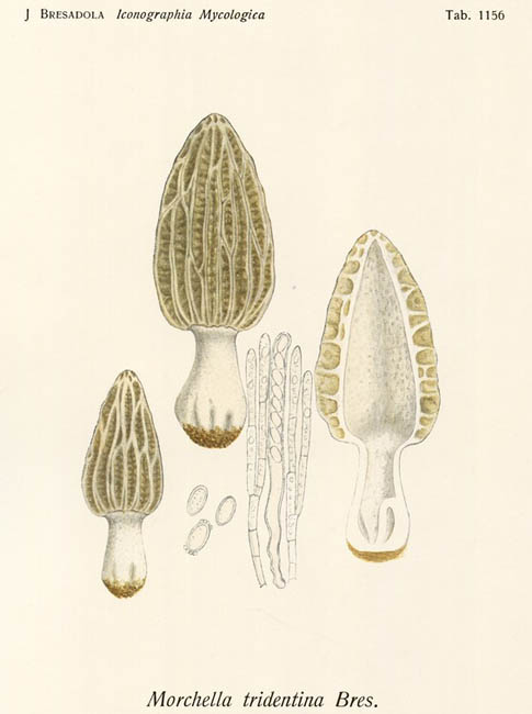 Morchella tridentina : planche originale de Bresadola