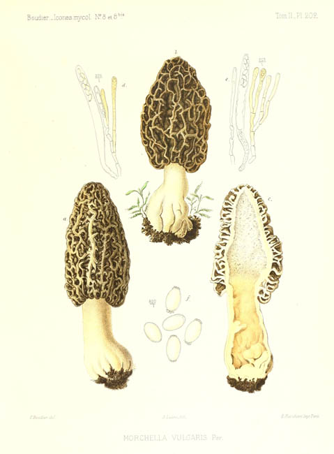 Morchella vulgaris : planche originale de Boudier