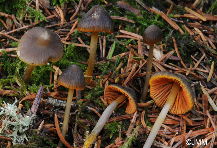 Mycena aurantiomarginata
