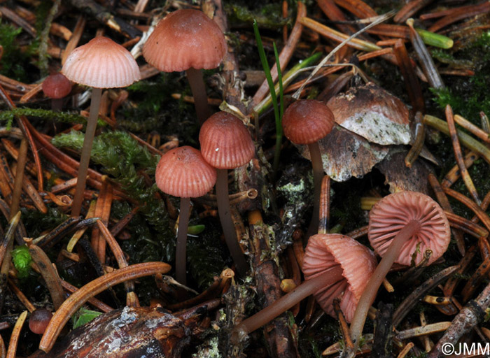 Mycena rosella